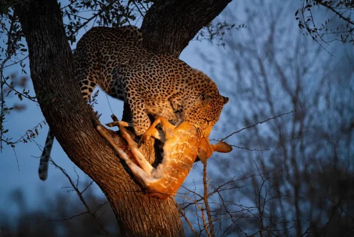 Private Transfer & Taxi to Yala National Park Sri Lanka