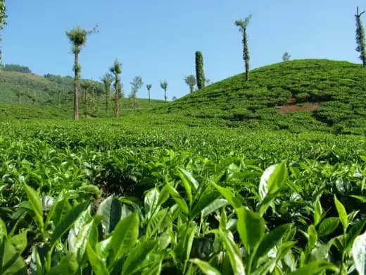 Nuwara Eliya (Little England)