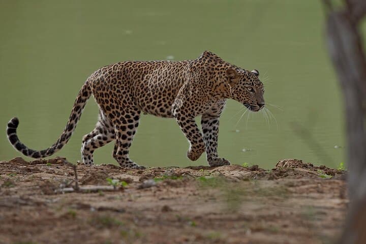 Ella to Yala / Tissamaharama Private Transfer