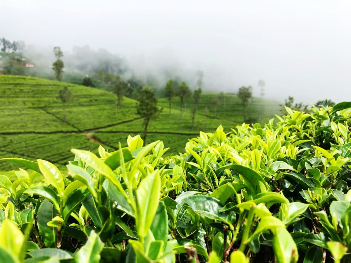 Ella Scenic Countryside Cycling & Waterfall Tour