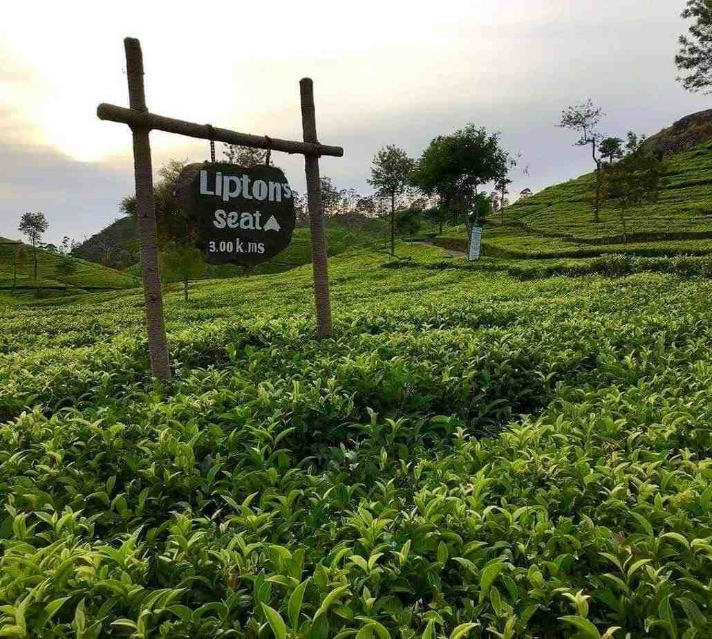 3-Day Luxury Hill Country & Tea Estate Tour