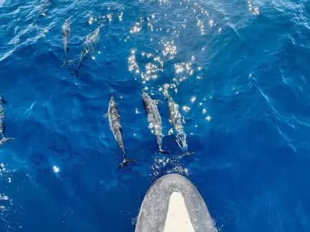 Mirissa Blue Whale Watching Catamaran Expedition